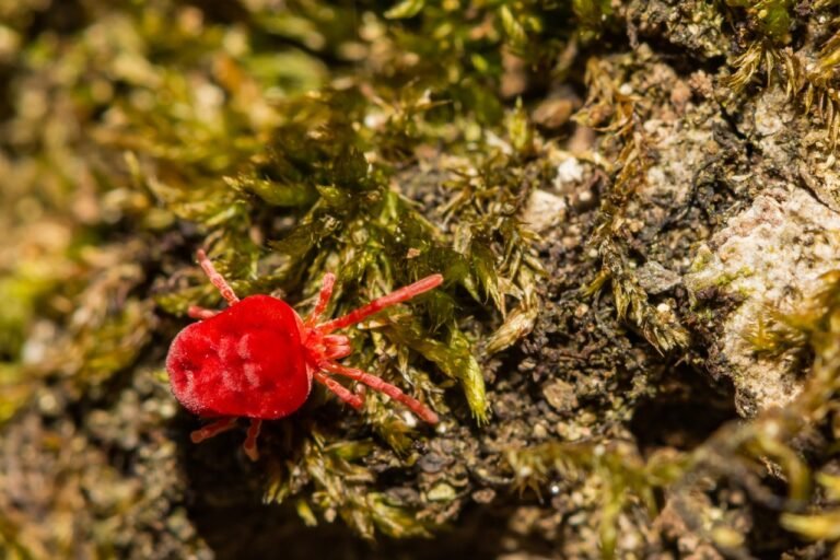 Chigger Bites: Tiny army, not-so-tiny bites