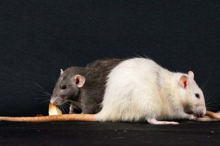 Rat Bite Fever: Causes, Symptoms and Prevention