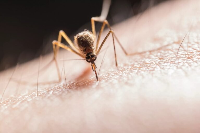 Skeeter Syndrome: Symptoms, Treatment, and Prevention