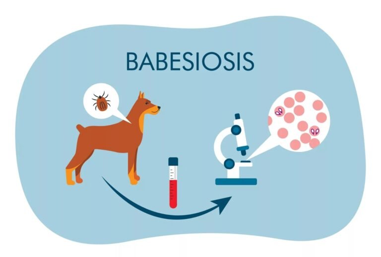 Babesiosis: Understanding the Tick-Borne Disease
