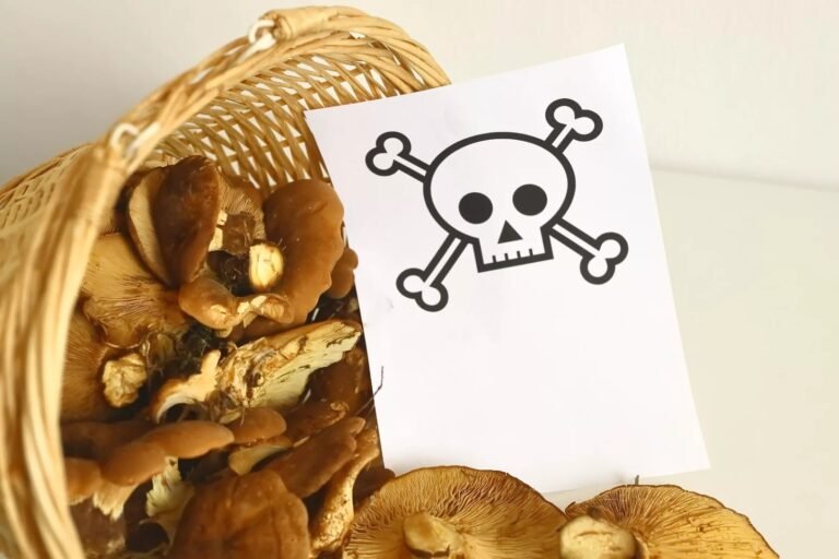 Mushroom Poisoning: A Fungal Health Hazard