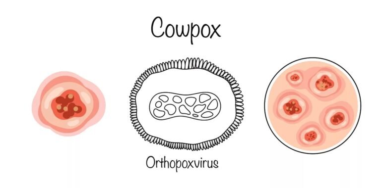 Cowpox: Symptoms, Transmission & How to Stay Protected
