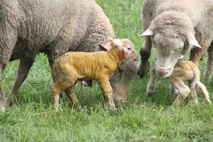 featured-971