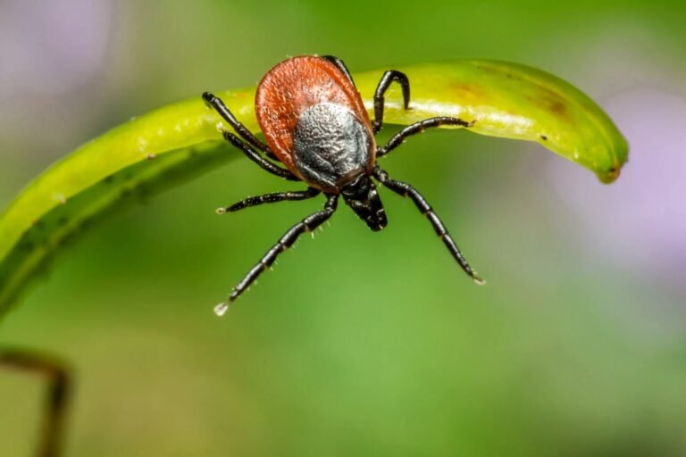 Powassan Virus: Understanding the Risks & Symptoms